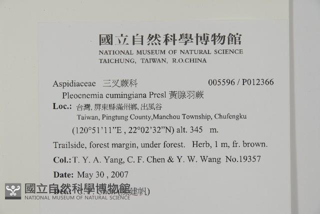 黃腺羽蕨藏品圖，第2張