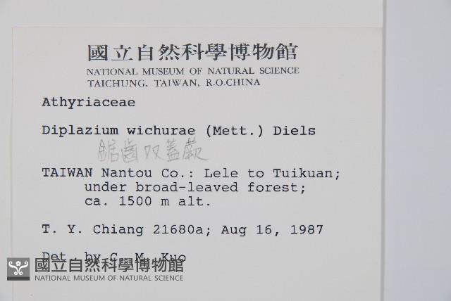 鋸齒雙蓋蕨、線葉雙蓋蕨、刺鱗雙蓋蕨藏品圖，第2張