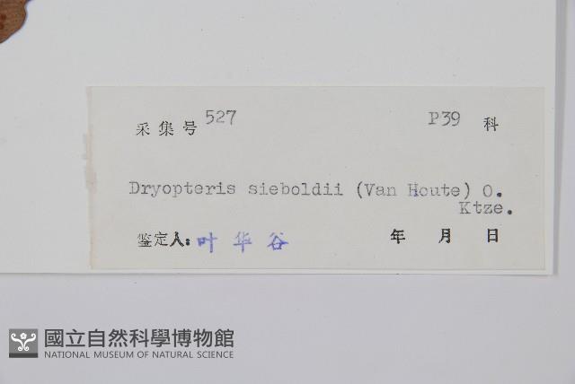 奇數鱗毛蕨藏品圖，第2張