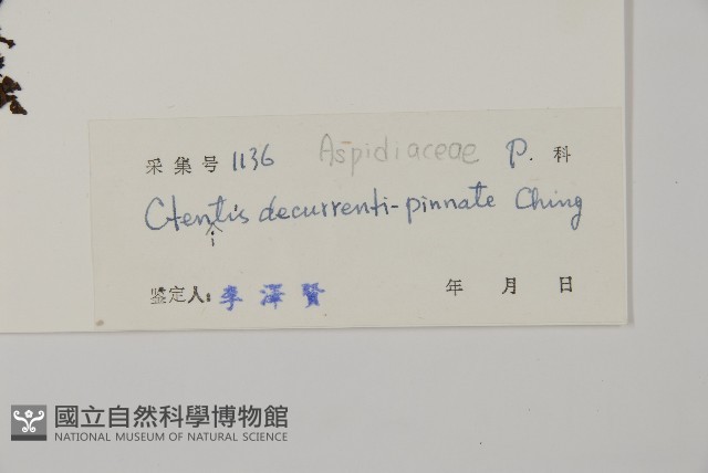 海南肋毛蕨藏品圖，第2張