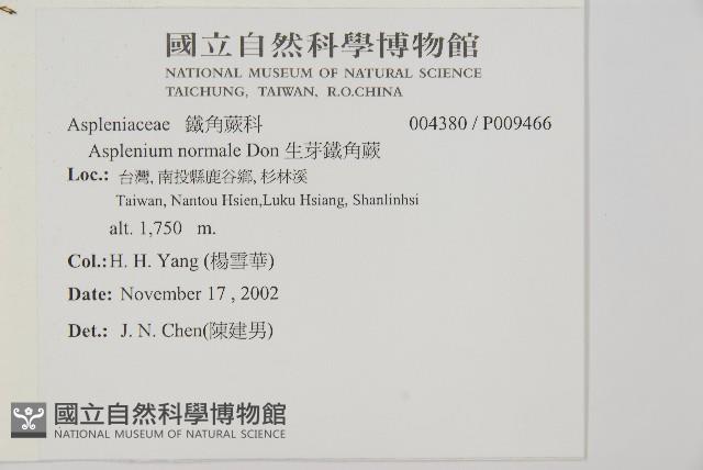 生芽鐵角蕨藏品圖，第5張