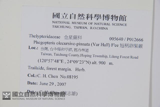 翅軸假金星蕨、短柄卵果蕨藏品圖，第2張
