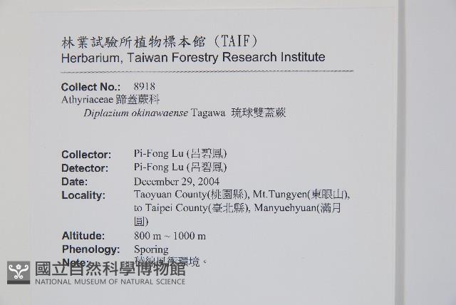 琉球雙蓋蕨藏品圖，第2張