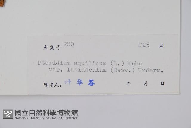 蕨藏品圖，第2張