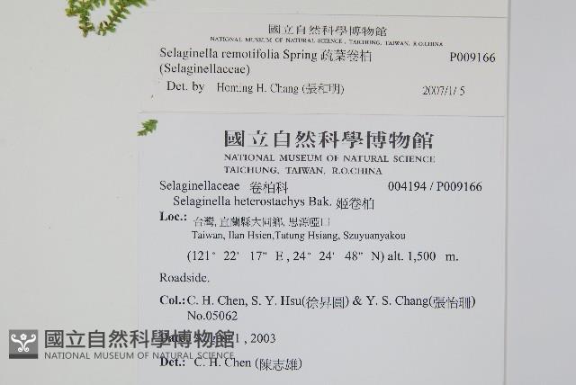 疏葉卷柏藏品圖，第2張