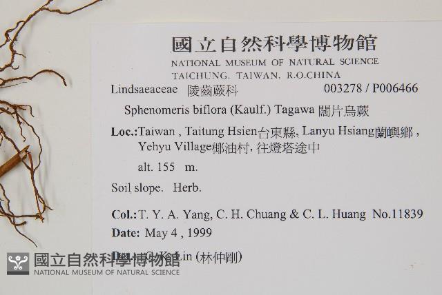 闊片烏蕨藏品圖，第1張