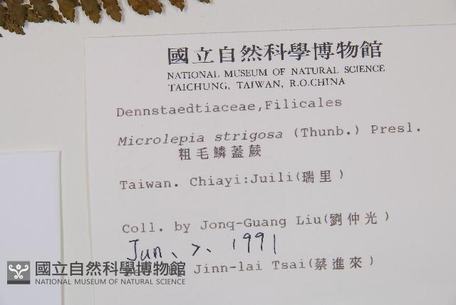 粗毛鱗蓋蕨藏品圖，第2張