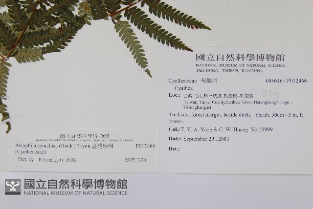 臺灣桫欏藏品圖，第2張