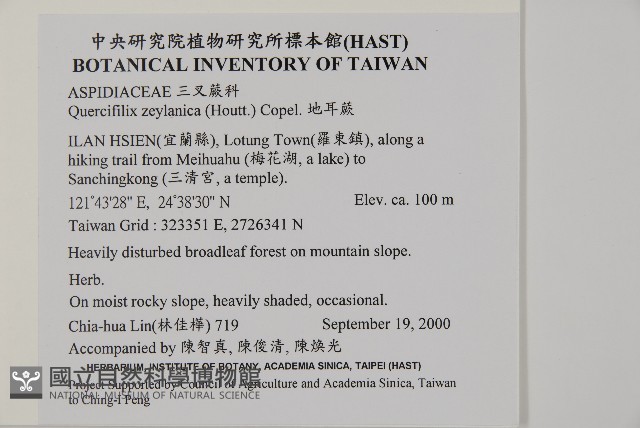 地耳蕨藏品圖，第2張