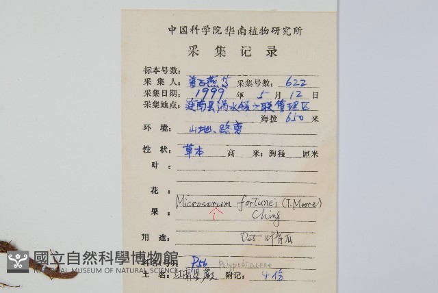大星蕨藏品圖，第2張