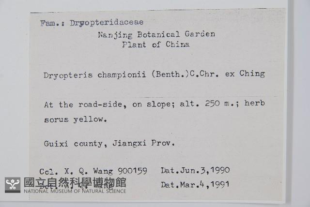 闊鱗鱗毛蕨藏品圖，第2張