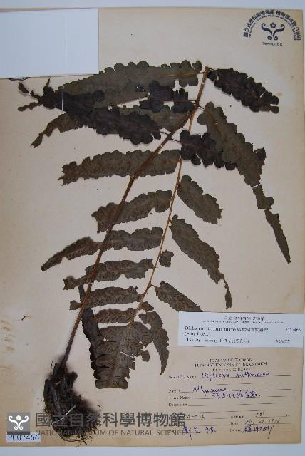 廣葉鋸齒雙蓋蕨藏品圖，第1張