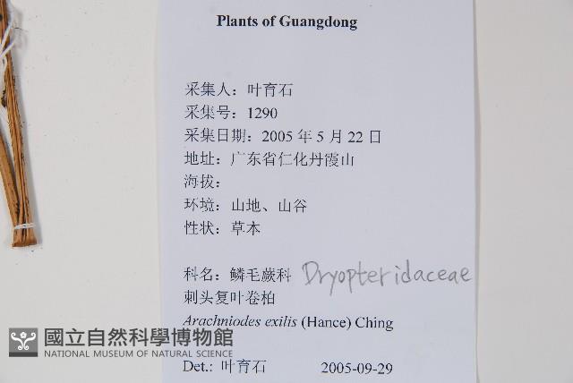 細葉複葉耳蕨藏品圖，第2張