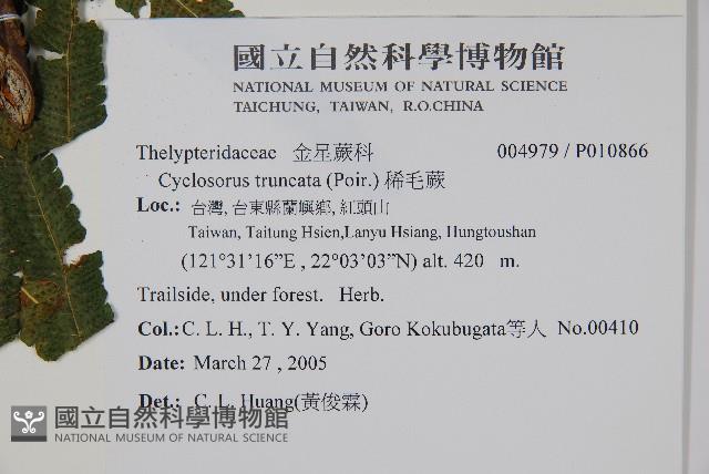 稀毛蕨藏品圖，第2張