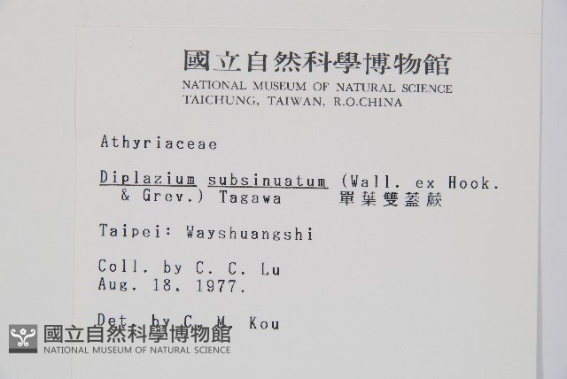 單葉雙蓋蕨藏品圖，第2張