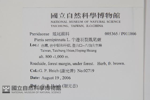 半邊羽裂鳳尾蕨藏品圖，第2張