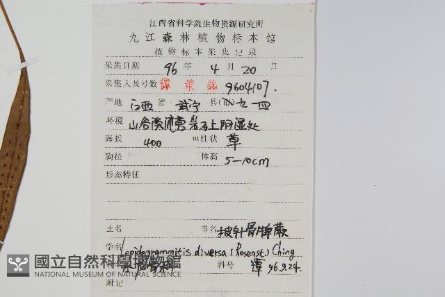 披針骨牌蕨藏品圖，第2張