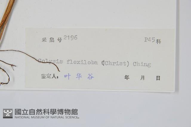 曲邊線蕨藏品圖，第2張