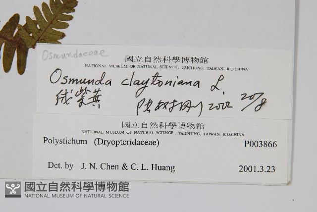 絨假紫萁、台灣絨假紫萁藏品圖，第2張