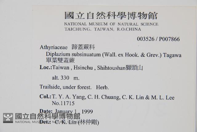 單葉雙蓋蕨藏品圖，第1張