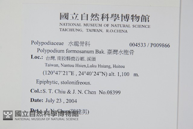 臺灣水龍骨藏品圖，第2張