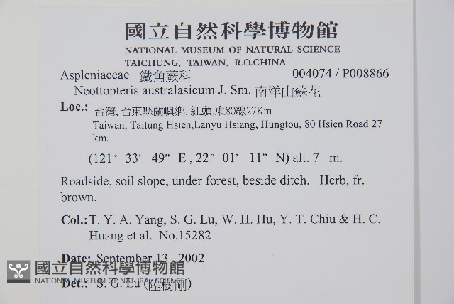 南洋山蘇花藏品圖，第5張