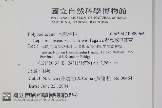 擬烏蘇里瓦葦藏品圖，第2張