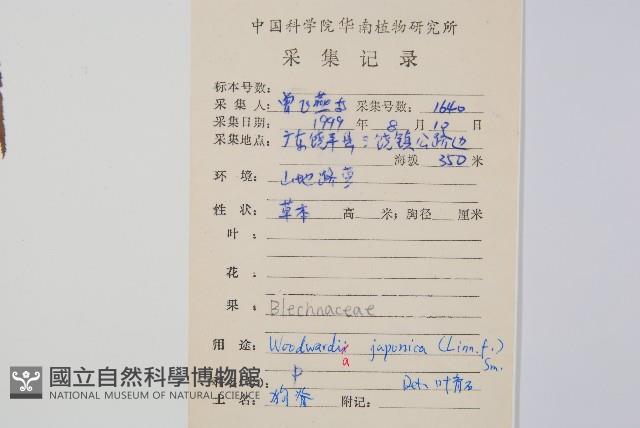 日本狗脊蕨藏品圖，第2張