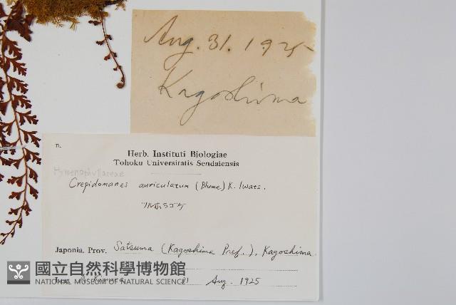 瓶蕨藏品圖，第2張