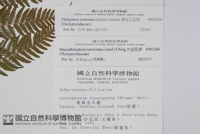 粗毛金星蕨藏品圖，第2張