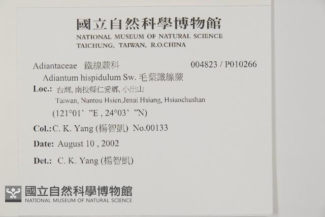 毛葉鐵線蕨藏品圖，第2張