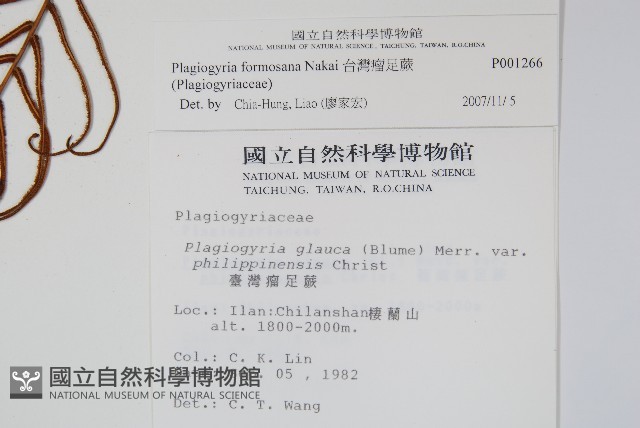 台灣瘤足蕨藏品圖，第2張