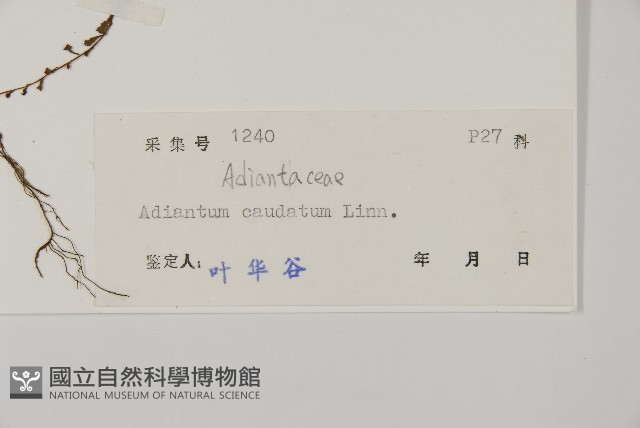 鞭葉鐵線蕨藏品圖，第2張