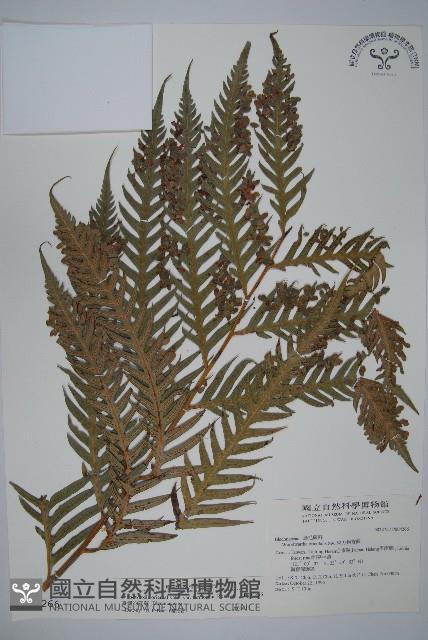 臺灣狗脊蕨藏品圖，第1張