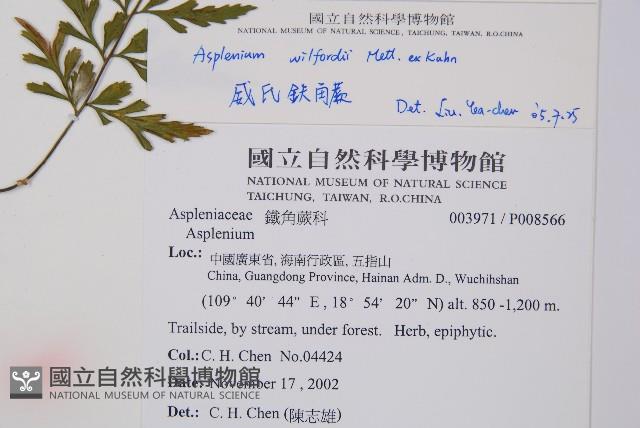 威氏鐵角蕨藏品圖，第2張