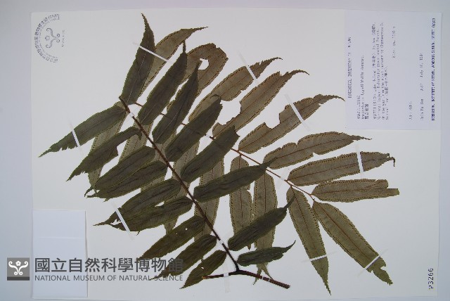 觀音座蓮藏品圖，第1張