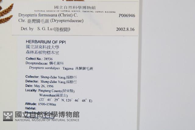 臺灣鱗毛蕨藏品圖，第2張