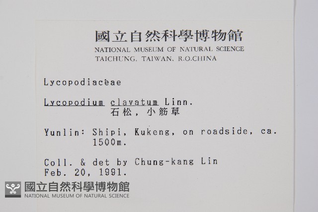 石松藏品圖，第2張