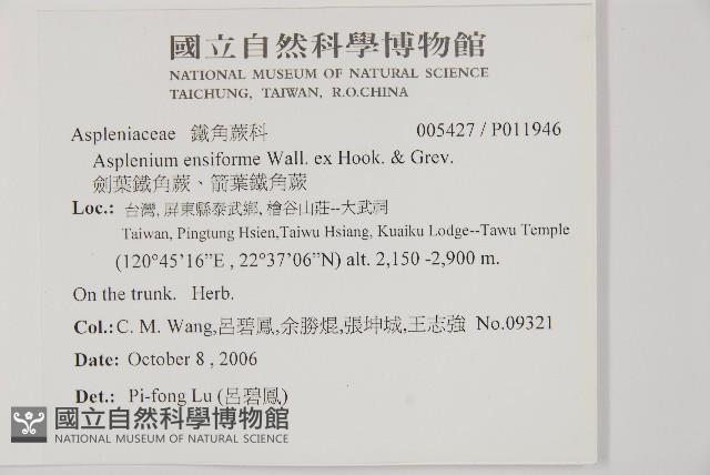 劍葉鐵角蕨、箭葉鐵角蕨藏品圖，第2張