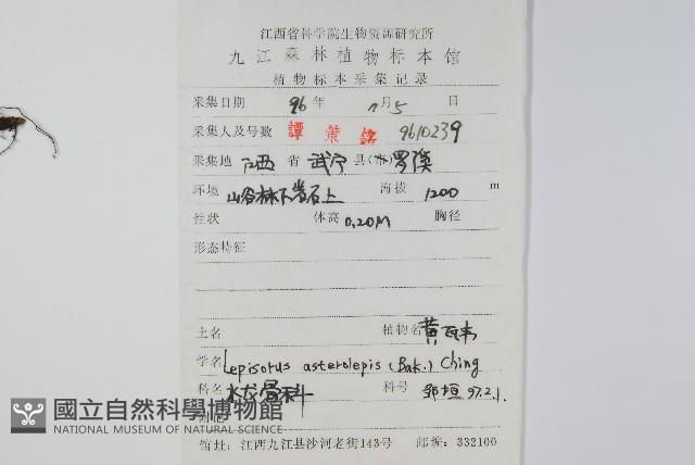 黃瓦葦藏品圖，第2張