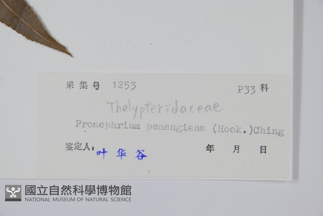 披針新月蕨藏品圖，第2張