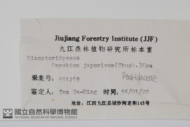 日本金粉蕨藏品圖，第2張