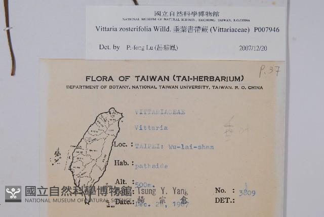 垂葉書帶蕨藏品圖，第2張