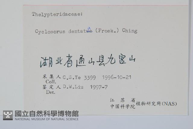 野毛蕨藏品圖，第2張