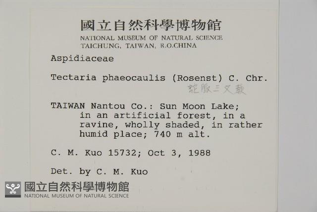 蛇脈三叉蕨藏品圖，第2張