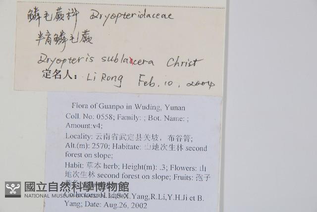 亞二型鱗毛蕨藏品圖，第2張