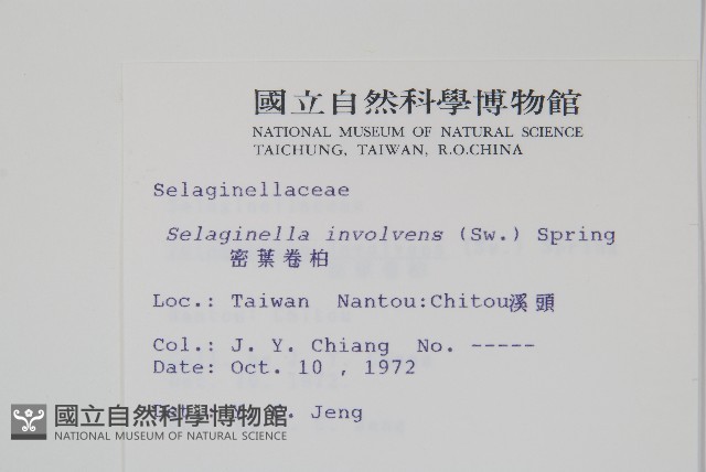 密葉卷柏藏品圖，第2張