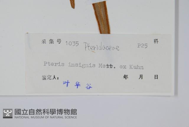 全緣鳳尾蕨藏品圖，第2張