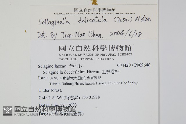 全緣卷柏藏品圖，第2張