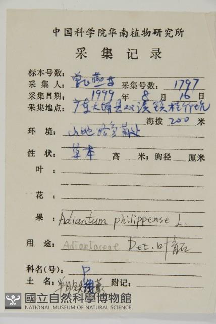 半月形鐵線蕨藏品圖，第2張